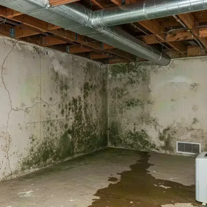 Professional Mold Removal in Big Rapids, MI